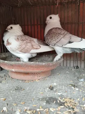 Selling Sartin Pigeons