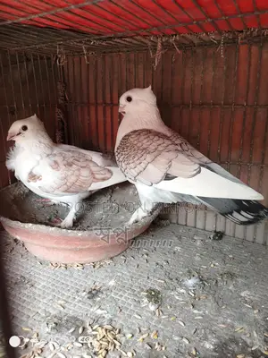 Selling Sartin Pigeons
