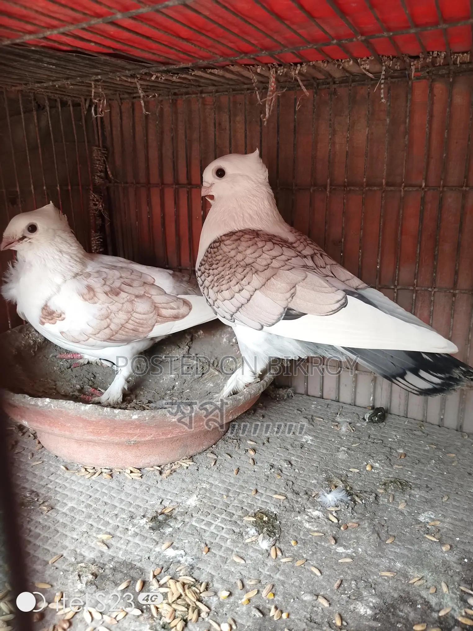 Selling Sartin Pigeons