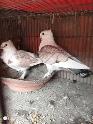 Selling Sartin Pigeons
