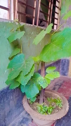 Grapevine