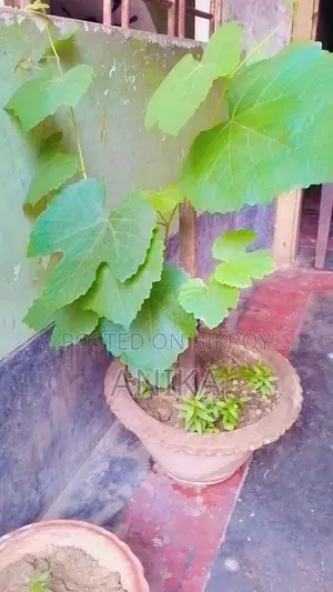 Grapevine