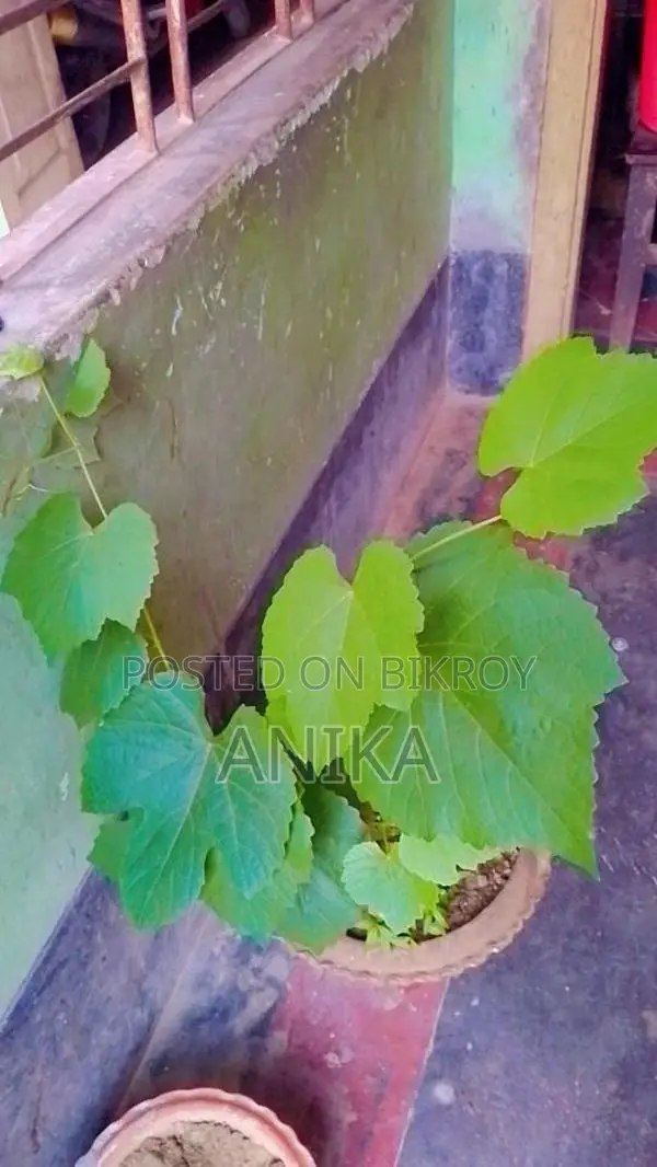 Grapevine