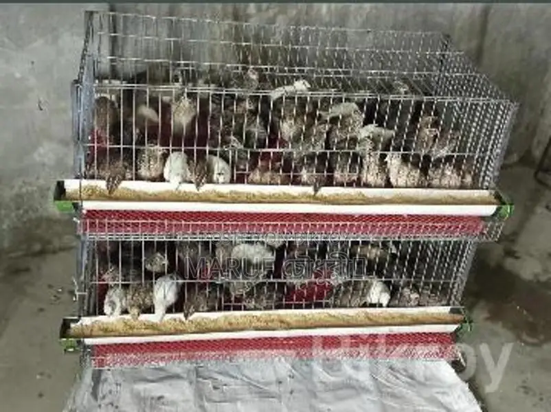Quail Bird Cage