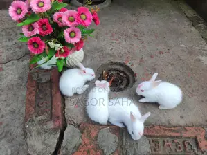 খরগোশ বিক্রি হবে