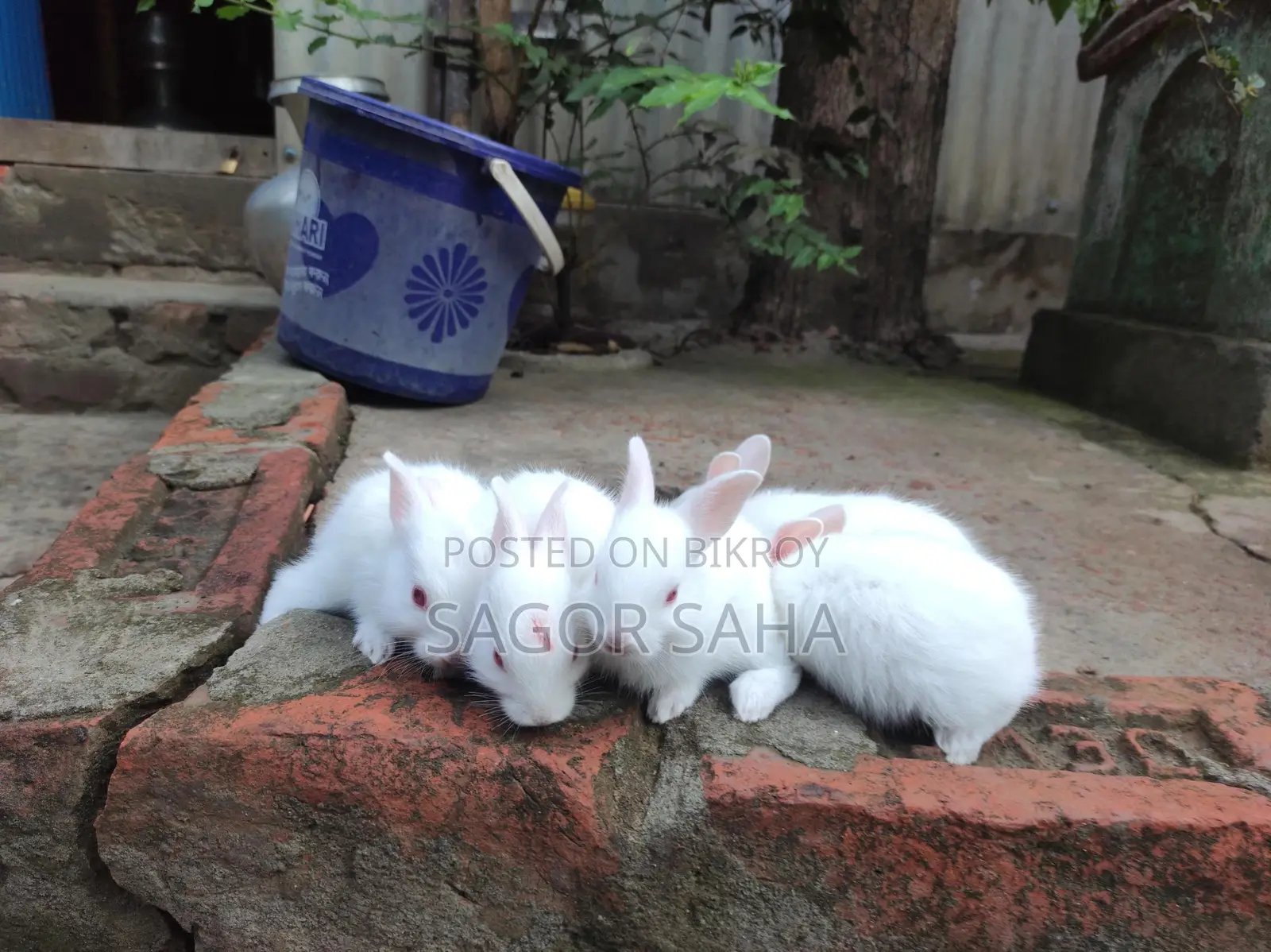 খরগোশ বিক্রি হবে