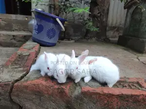 খরগোশ বিক্রি হবে
