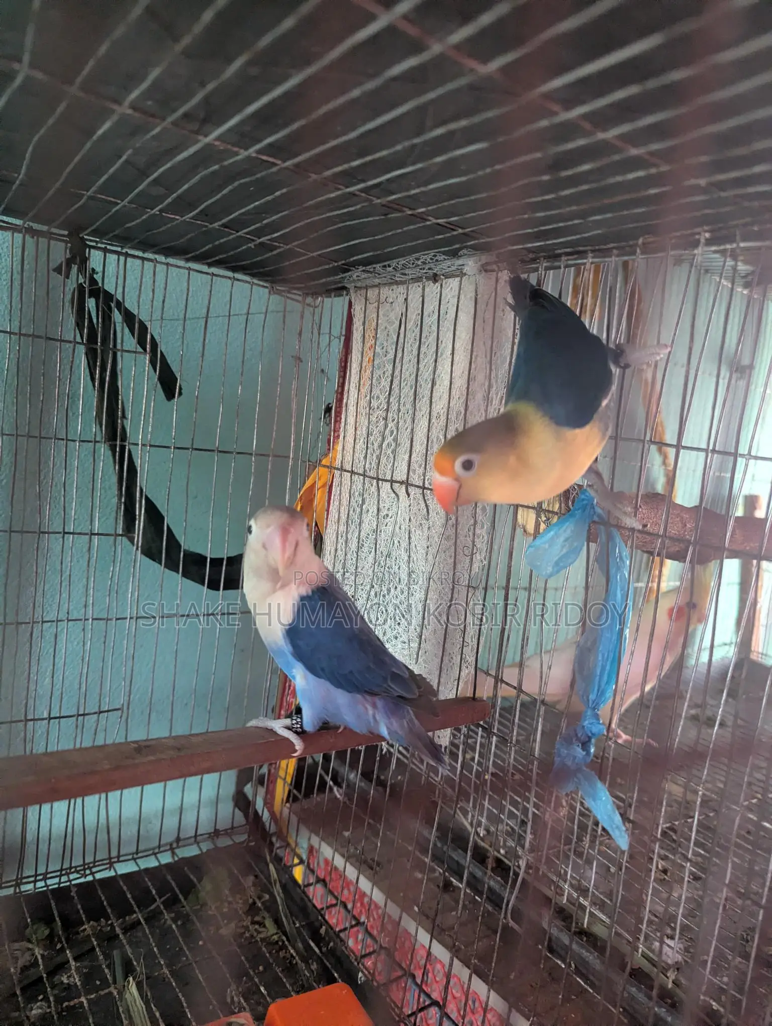 Pair of Blue Fishes