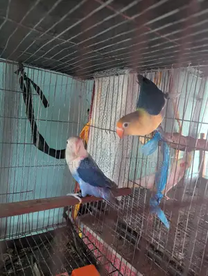 Pair of Blue Fishes