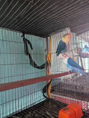 Pair of Blue Fishes