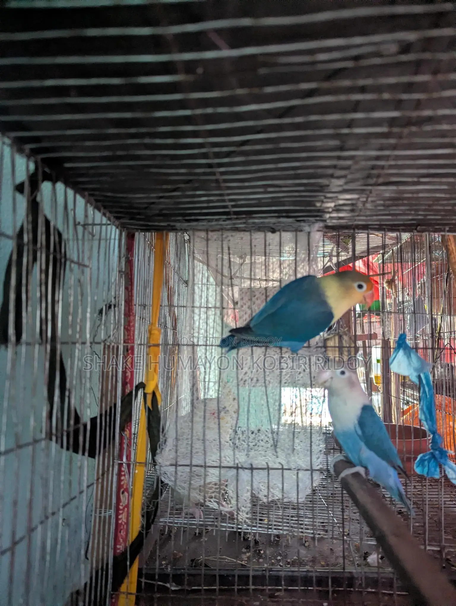 Pair of Blue Fishes