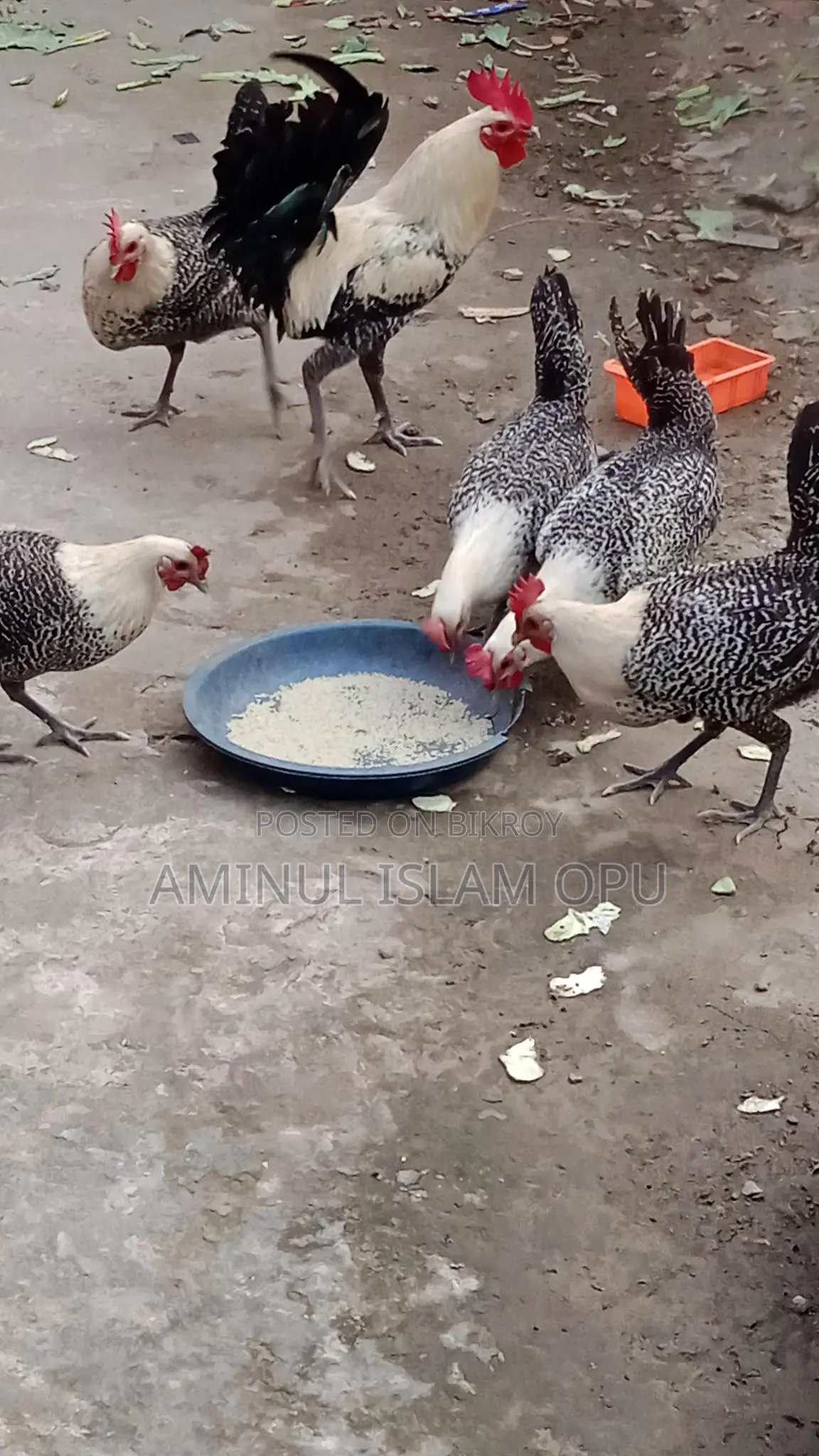 ফাওমি মুরগী বিক্রি করা হবে