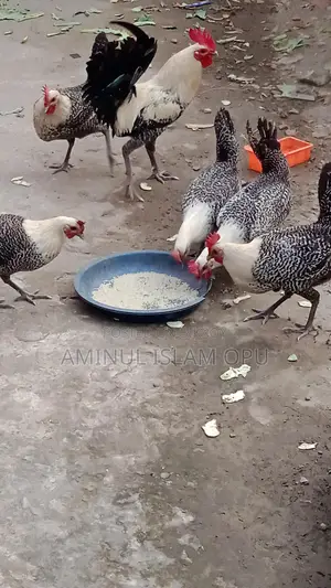 ফাওমি মুরগী বিক্রি করা হবে