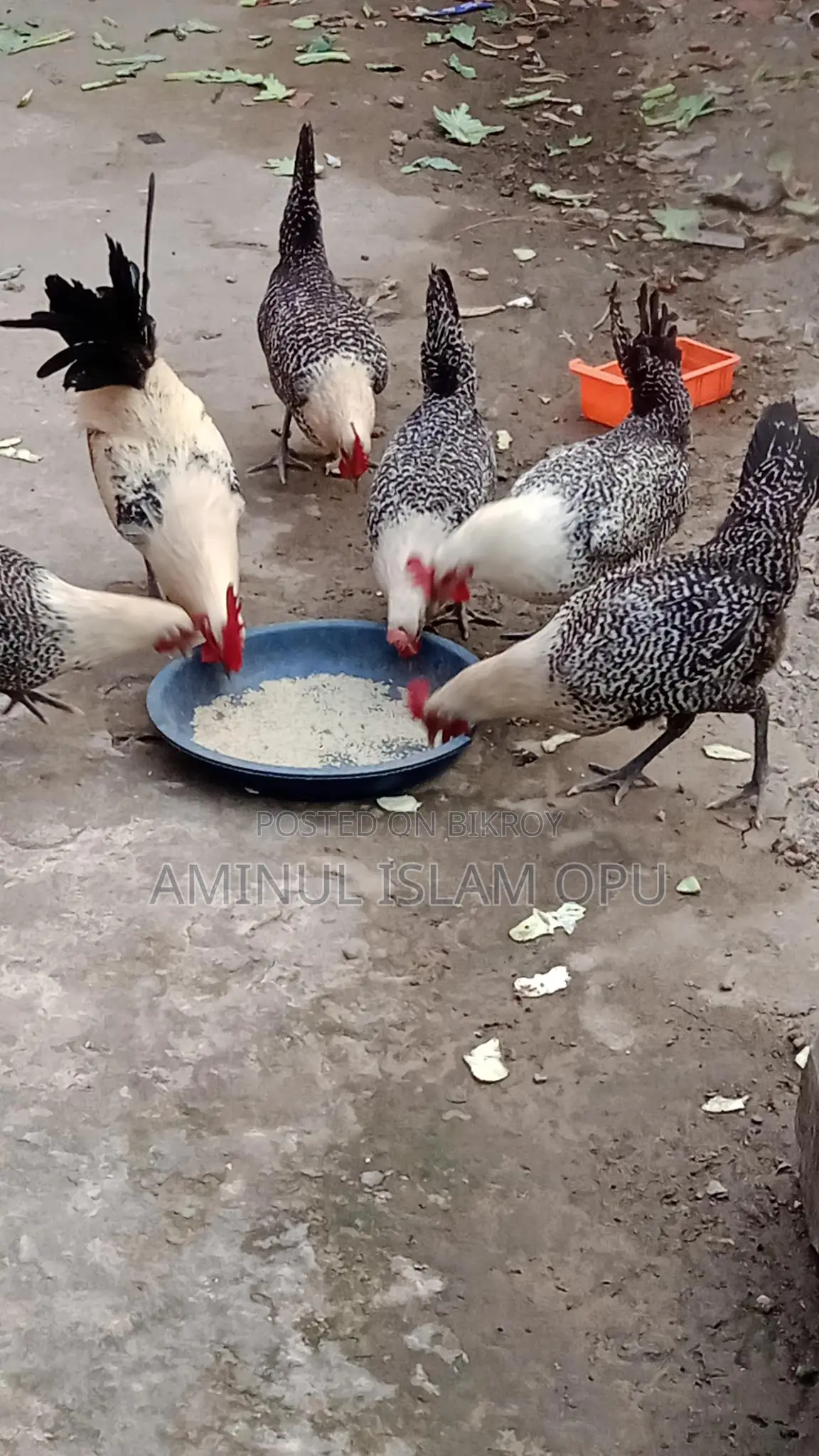 ফাওমি মুরগী বিক্রি করা হবে