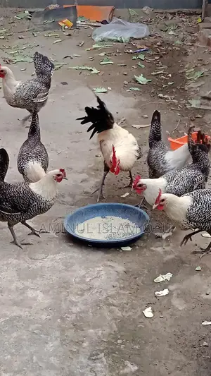 ফাওমি মুরগী বিক্রি করা হবে