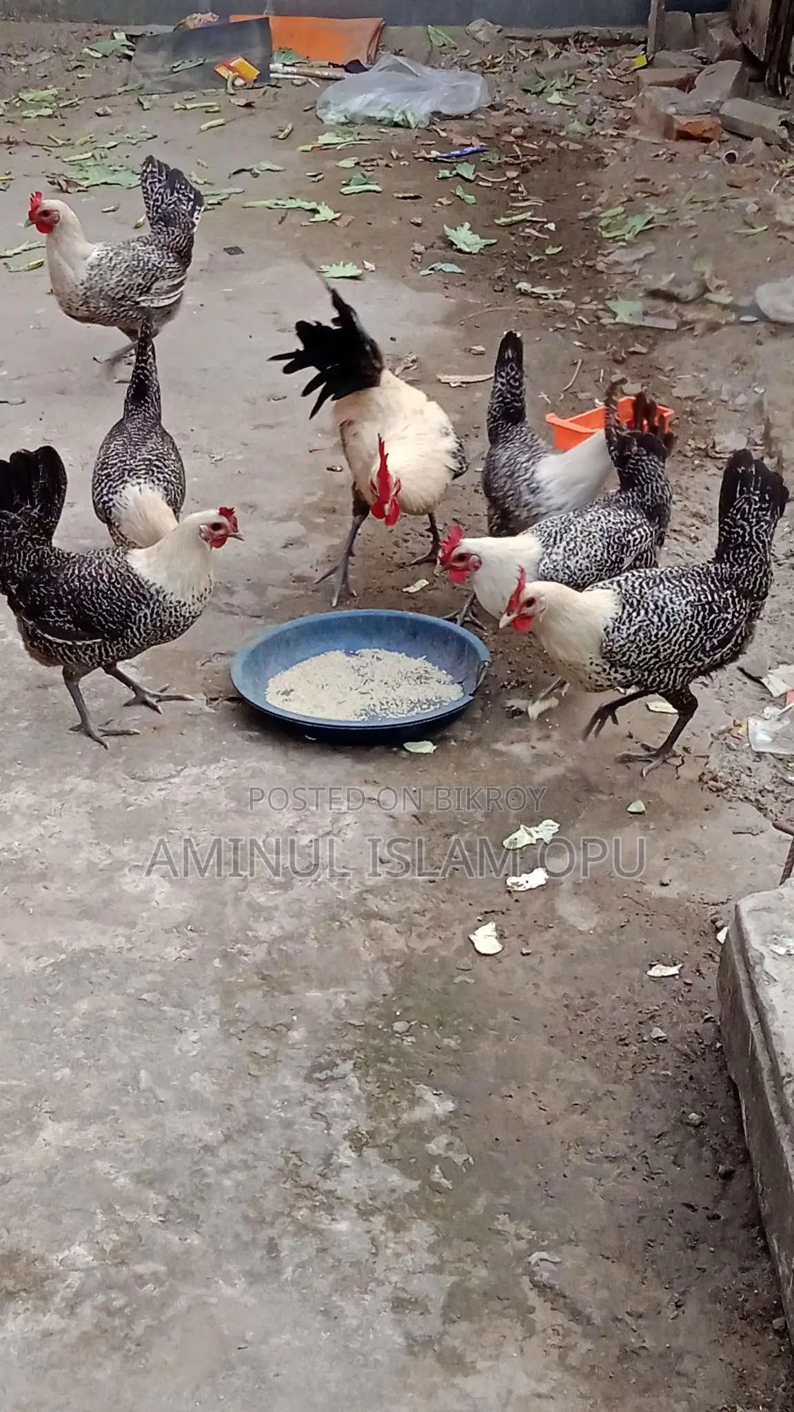 ফাওমি মুরগী বিক্রি করা হবে