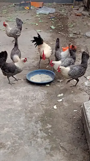 ফাওমি মুরগী বিক্রি করা হবে