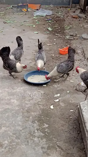 ফাওমি মুরগী বিক্রি করা হবে
