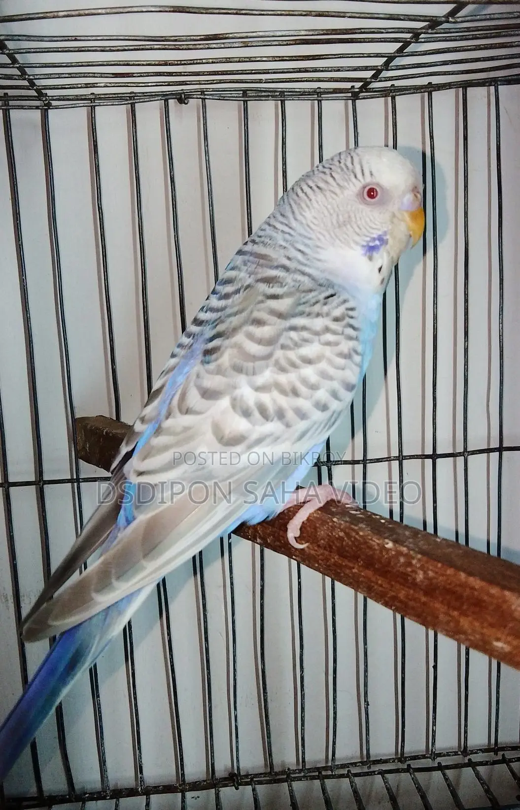 German Fallow Male