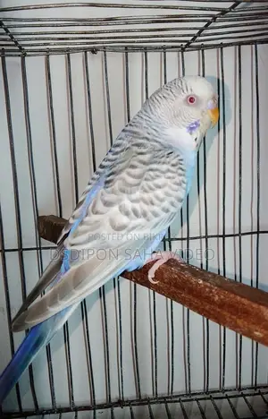 German Fallow Male