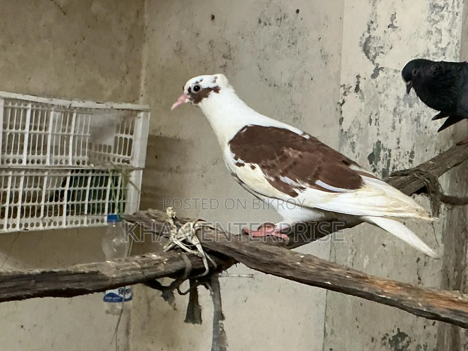 Various Local and Foreign Pigeons Available
