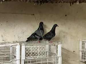 Various Local and Foreign Pigeons Available