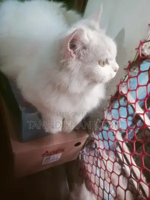 Persian Cat White Colour (female)