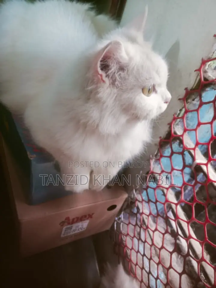 Persian Cat White Colour (female)