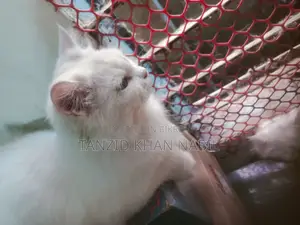 Persian Cat White Colour (female)