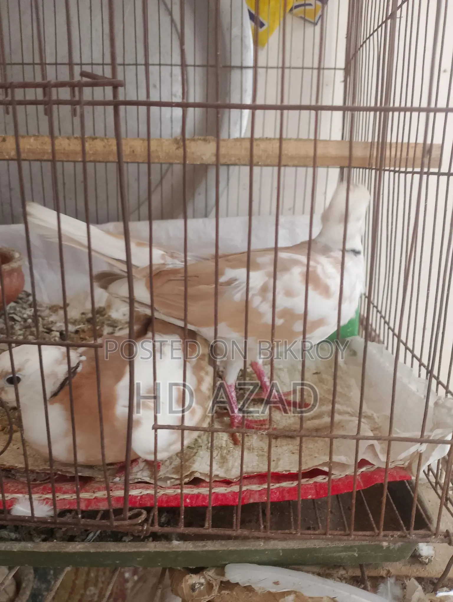 Dove Birds