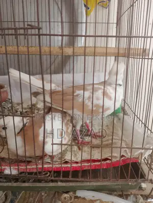 Dove Birds