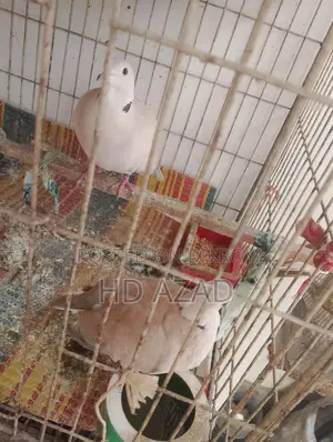 Dove Birds