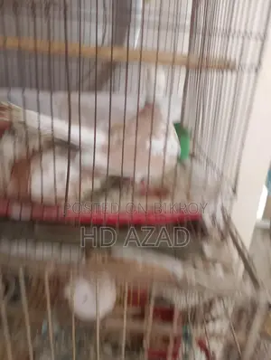 Dove Birds