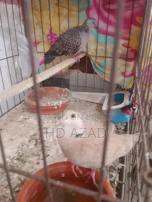 Dove Birds