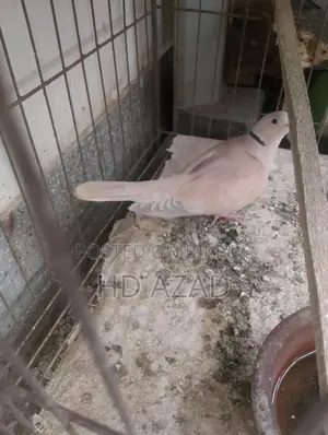 Dove Birds