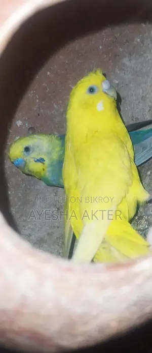 Budgerigar Bird