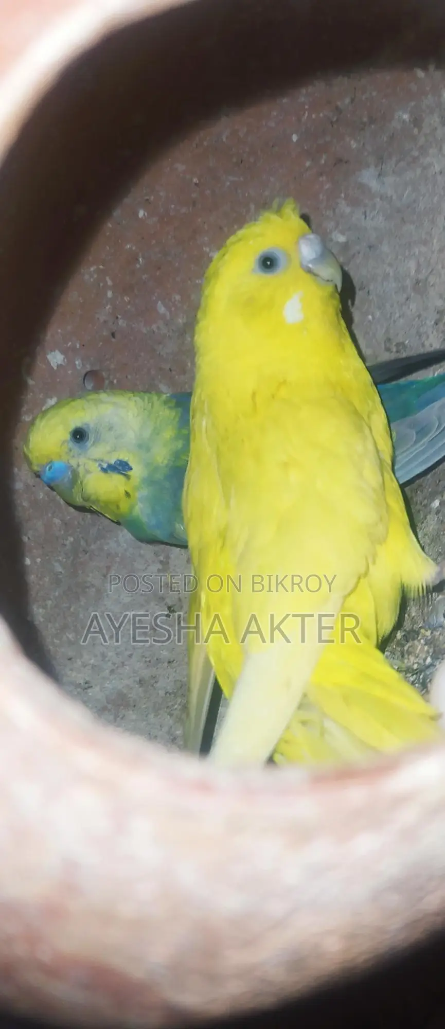 Budgerigar Bird