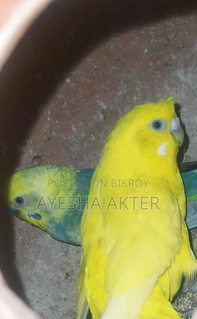 Budgerigar Bird
