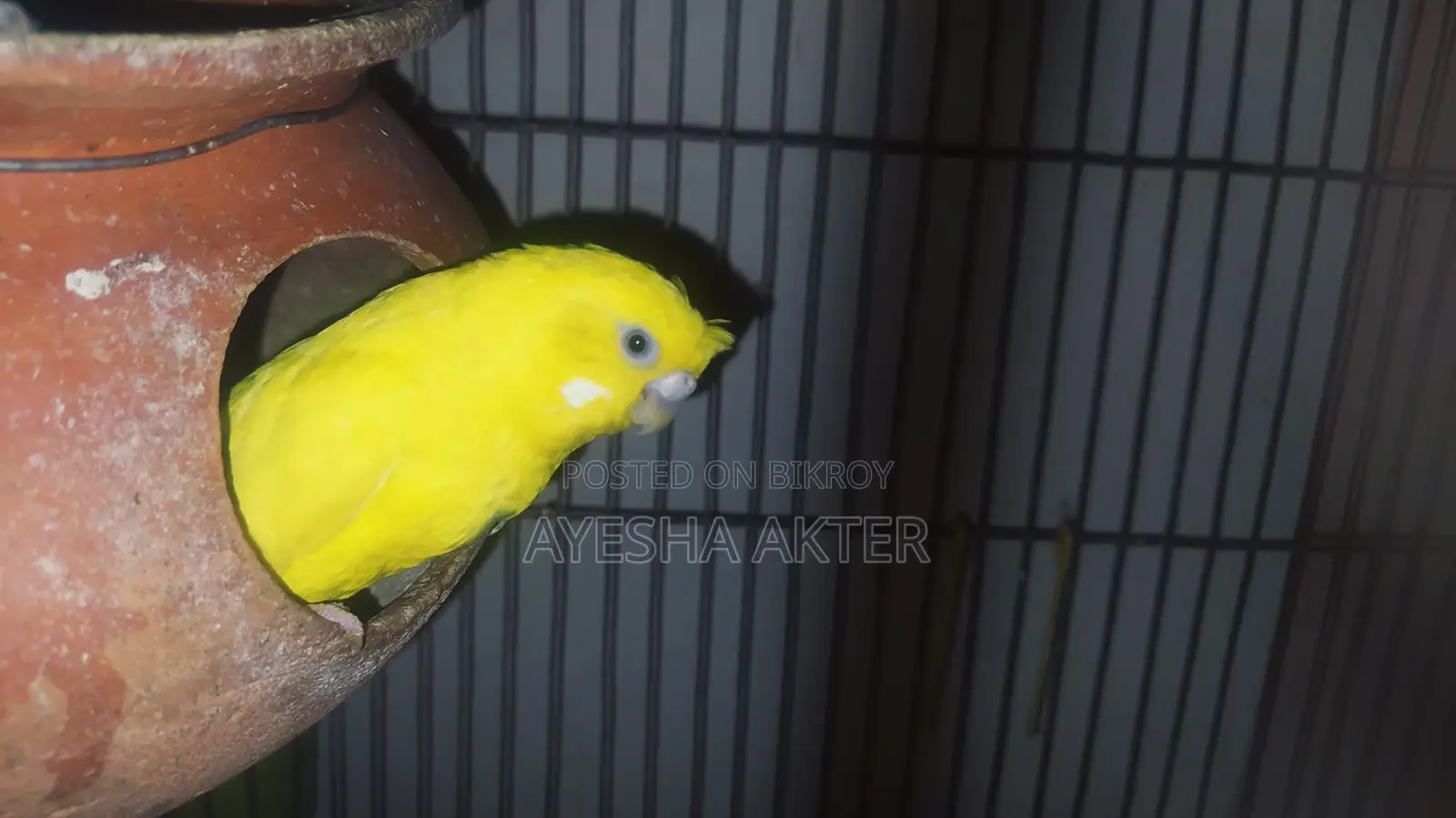 Budgerigar Bird