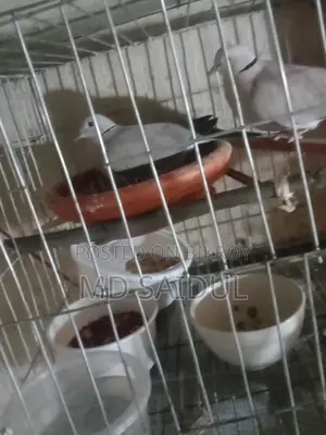 Dove Bird