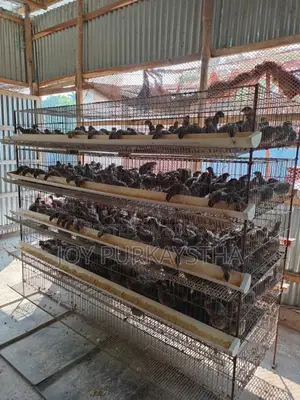 কোয়েল পাখির খাঁচা বিক্রি