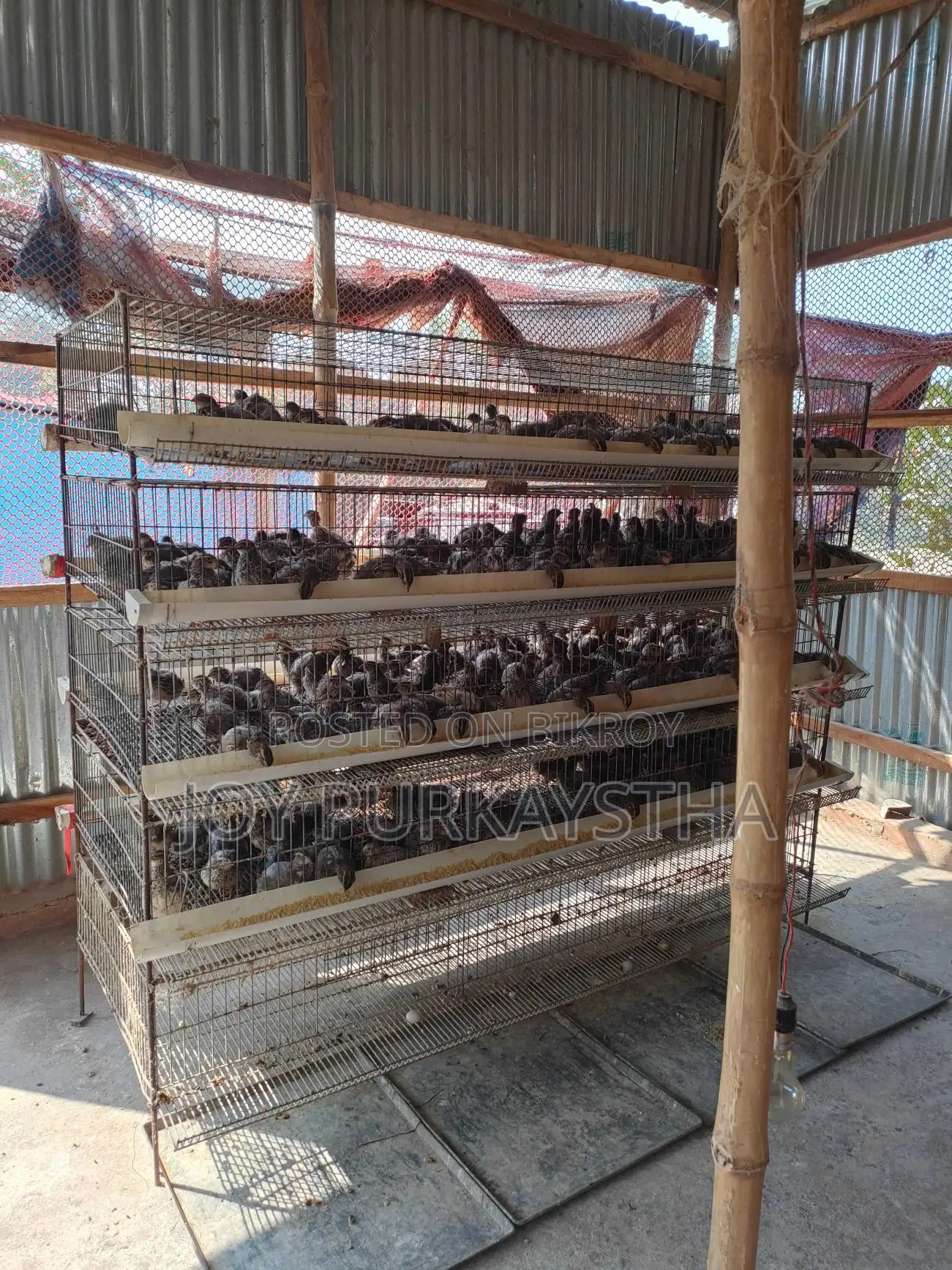 কোয়েল পাখির খাঁচা বিক্রি