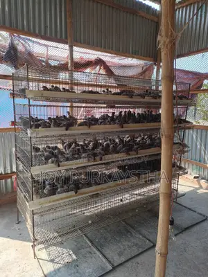 কোয়েল পাখির খাঁচা বিক্রি