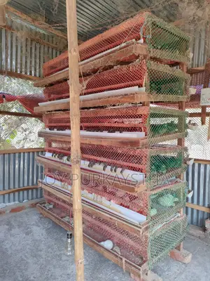 কোয়েল পাখির খাঁচা বিক্রি