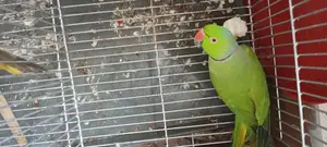 ইন্ডিয়ান রিংনেক