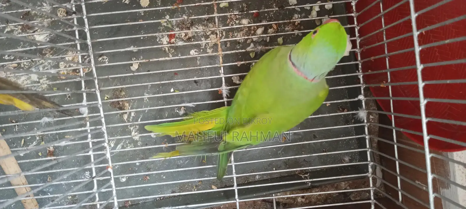 ইন্ডিয়ান রিংনেক