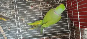 ইন্ডিয়ান রিংনেক