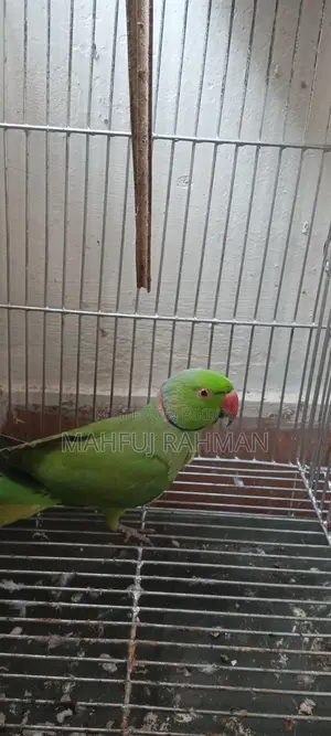 ইন্ডিয়ান রিংনেক