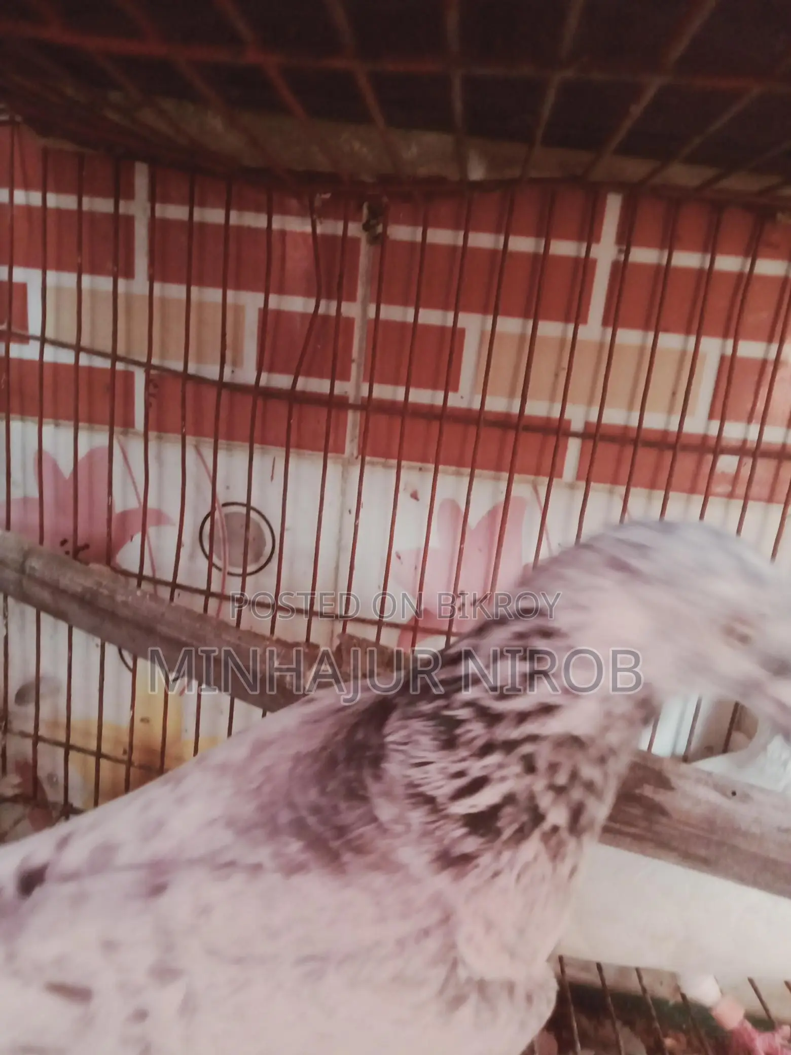 Pigeon