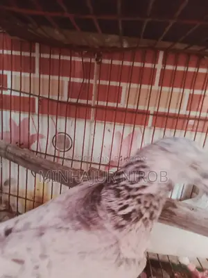 Pigeon